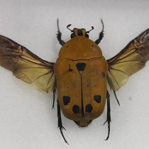 Beetle specimen