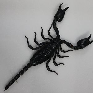 Scorpion specimen