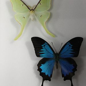 Actias luna and Papilio ulysses specimens