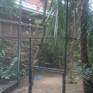 Hornbill-aviary in the Bamboo Jungle