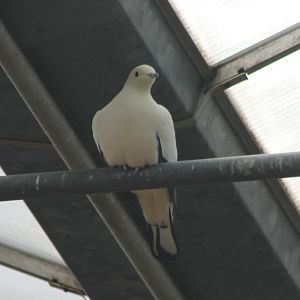 Pied emperial pigeon