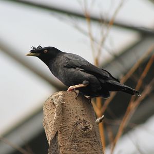 Crested mynah