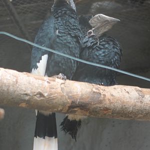 Silvery-cheeked hornbills