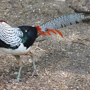 Lady Amherst pheasant