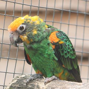 Red-fronted parrot