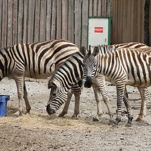 Plain zebra's