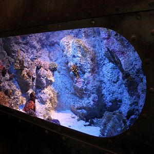 Stone fish aquarium