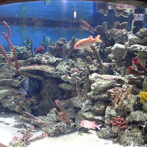 Caraibean aquarium