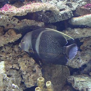 Pomacanthus paru - French angelfish