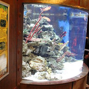 Caraibean aquarium
