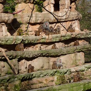 Hamadryas Baboons, January 2017
