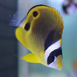 Raccoon butterflyfish - Chaetodon lunula