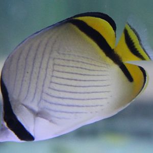 Vagabond butterflyfish - Chaetodon vagabundus