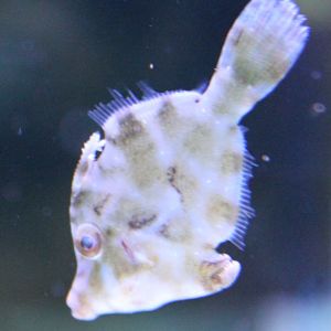 Acreichthys tomentosus