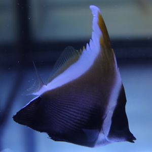 Brown butterflyfish