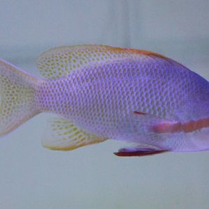 Redcheek anthias - Pseudanthias huchtii