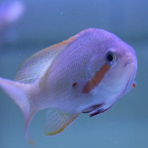 Redcheek anthias - Pseudanthias huchtii