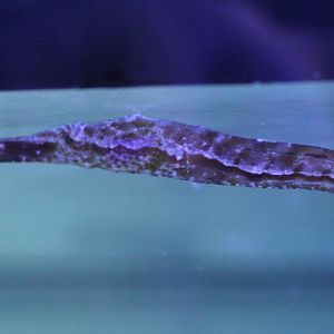 Pipefish - Corythoichthys species