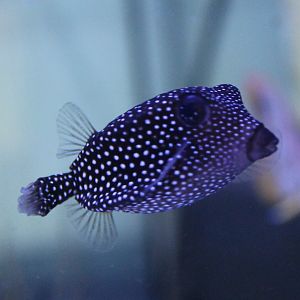 Spotted boxfish - Ostracion meleagris