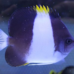 Zoster butterflyfish