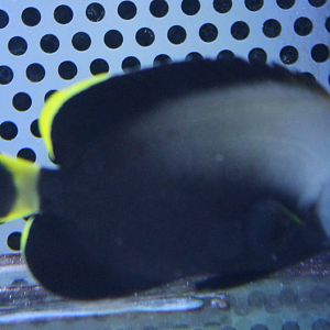 Black velvet angelfish - Chaetodontoplus melanosoma