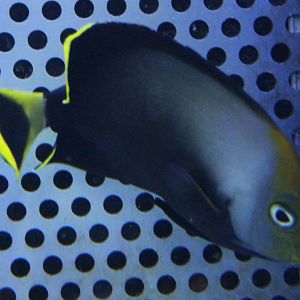 Black velvet angelfish - Chaetodontoplus melanosoma