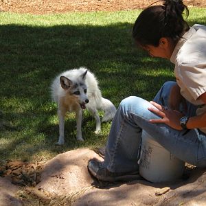 Can Anyone Identify This Fox Species?