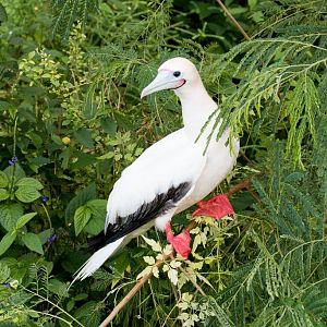 Red-footed Booby