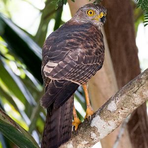 Christmas Island Goshawk