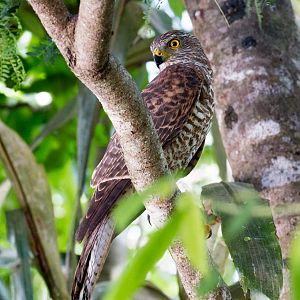 Christmas Island Goshawk