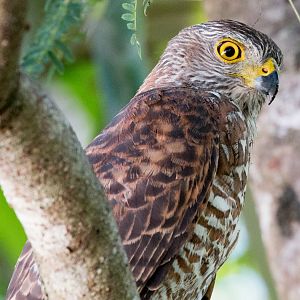 Christmas Island Goshawk