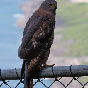 Christmas Island Goshawk