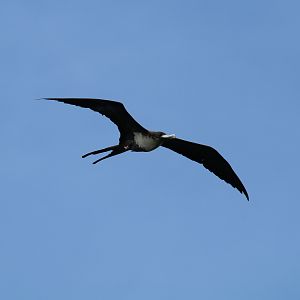 Greater Frigatebird, female