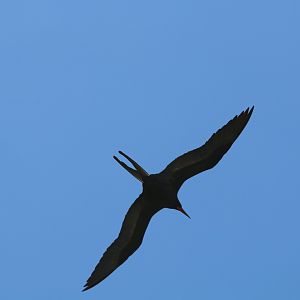 Greater Frigatebird, male