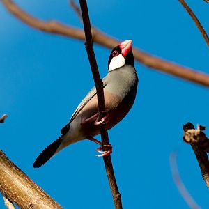 Java Sparrow