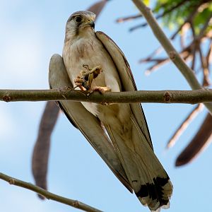 Nankeen Kestrel