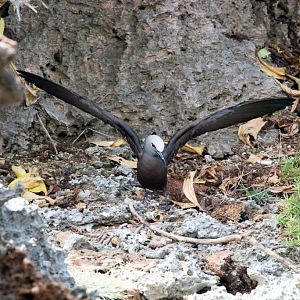 Common (aka Brown) Noddy