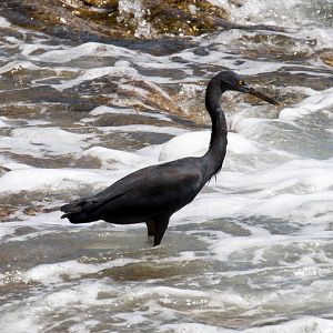 Eastern Reef Egret