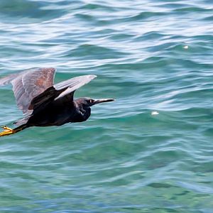 Eastern Reef Egret