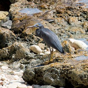 Eastern Reef Egret