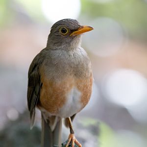 Island Thrush