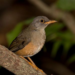 Island Thrush
