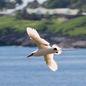 Red-tailed Tropicbird