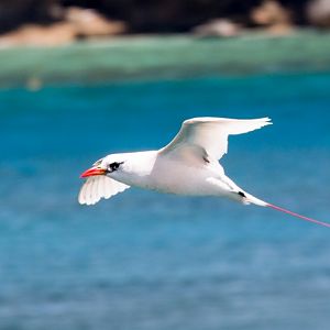 Red-tailed Tropicbird