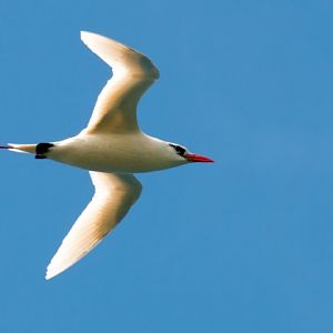 Red-tailed Tropicbird