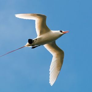 Red-tailed Tropicbird