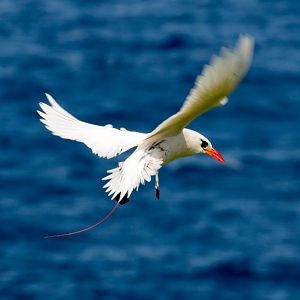 Red-tailed Tropicbird