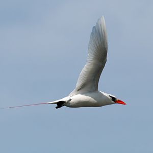 Red-tailed Tropicbird