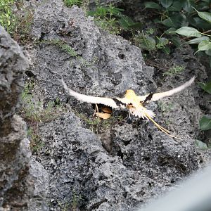 White-tailed Tropicbird arriving at nest site