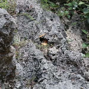 White-tailed Tropicbird in nest site